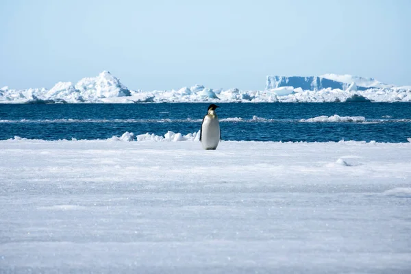Αυτοκράτορας Πιγκουίνος Στην Ανταρκτική Μια Ηλιόλουστη Μέρα — Φωτογραφία Αρχείου