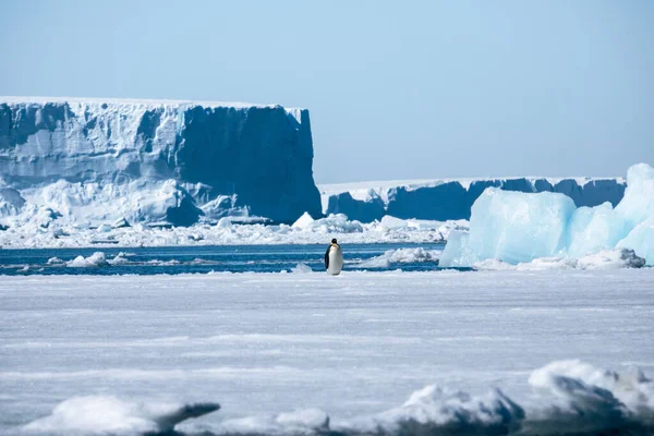 Beautiful Antarctic Landscape Emperor Penguin Standing Blue Icebergs Snow Hill — Stock Photo, Image