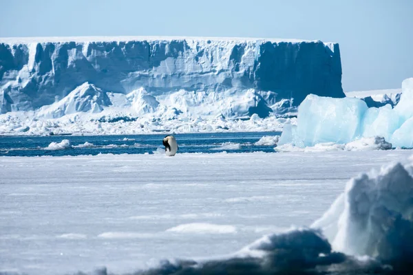 Kejsarpingvin Omgiven Gigantiska Blå Isberg Antarktis — Stockfoto