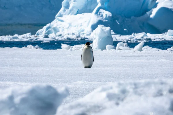 An adult emperor penguin (Aptenodytes forsteri), on the ice near Snow Hill Island, Weddell Sea, Antarctica