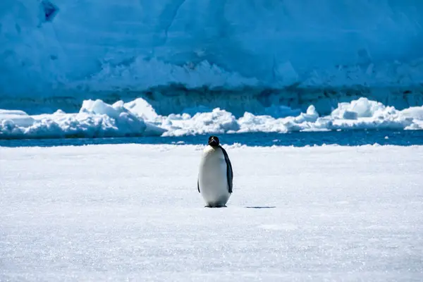 Tučňák Císařský Obklopený Ledem Antarktidě — Stock fotografie