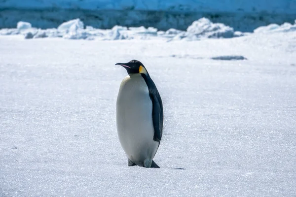 Kejsarpingvin Antarktis — Stockfoto