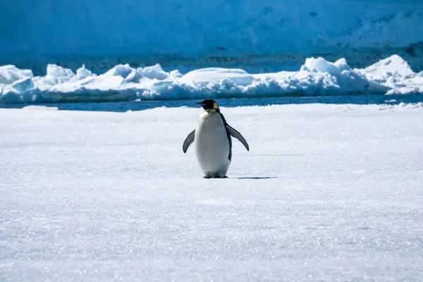 Closeup shot of the fat Emperor penguin flapping his wings and standing on the white ice in front of the gigantic blue iceberg, Snow Hill island, Antarctic Peninsula, Antarctica