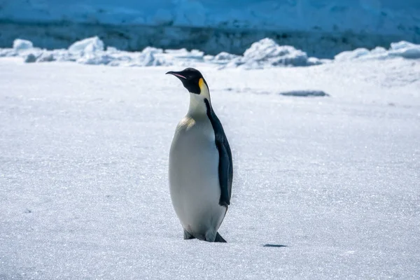 美しい氷の風景に囲まれた伸ばされた首を持つ皇帝ペンギンのクローズアップ — ストック写真