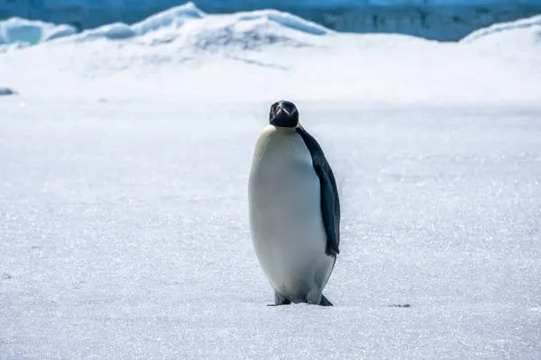 Närbild Kejsaren Pingvin Stående Isen — Stockfoto