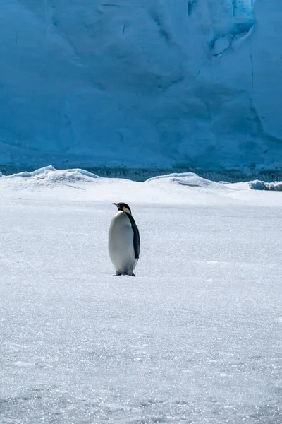 Αυτοκράτορας Πιγκουίνος Στο Φυσικό Του Περιβάλλον Στην Ανταρκτική — Φωτογραφία Αρχείου
