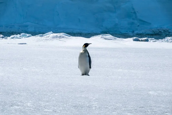 Tučňák Císařský Aptenodytes Forsteri Stojící Ledovém Povrchu — Stock fotografie