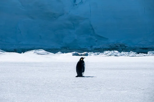 Detailní Záběr Tučňáka Císařského Stojící Před Obrovským Ledovcem Antarktidě — Stock fotografie