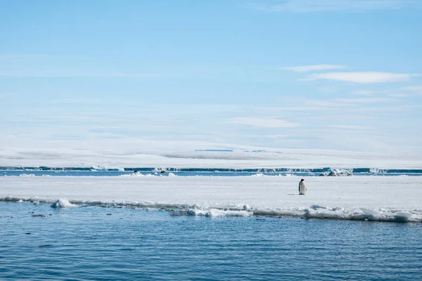 Antarctic landscape featuring Emperor penguin on the large plain ice floe