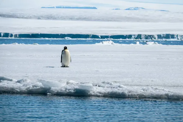 Lonely Emperor Penguin Aptenodytes Forsteri Standing Ice Floe Drifting Weddell — Stock Photo, Image