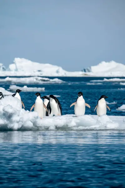 Primer Plano Vertical Del Grupo Pingüinos Adelie Pie Sobre Hielo — Foto de Stock
