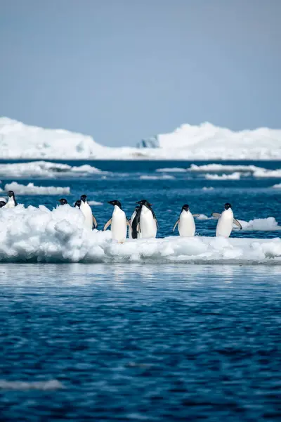一群阿德利企鹅在南大洋的浮冰上挥动着它们的翅膀 — 图库照片