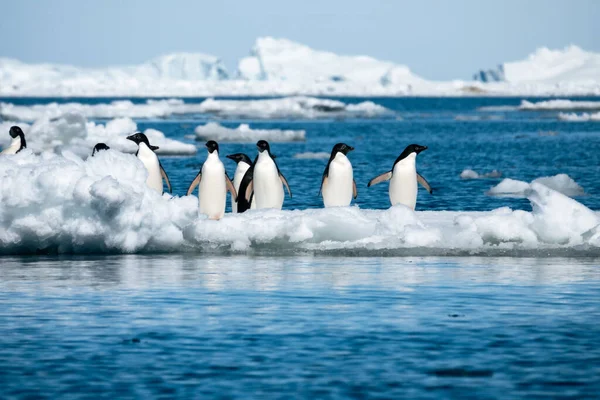 Closeup of the group of Adelie penguins standing on the floating piece of ice in the Weddell Sea near the Snow Hill island east of the Antarctic Peninsula