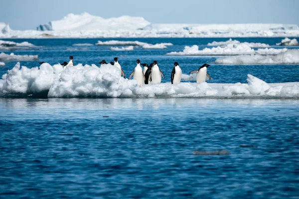 Weddell Denizi Nin Yatay Görüntüsü Buz Üzerinde Sürüklenen Bir Grup — Stok fotoğraf