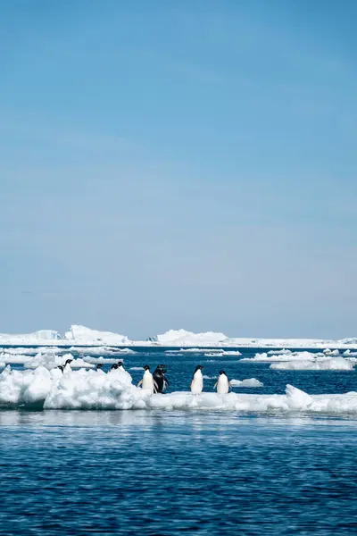 Вертикальный Снимок Ледяного Ландшафта Уэдделла Группой Пингвинов Адели Стоящих Дрейфующем — стоковое фото