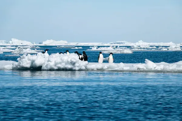 Ομάδα Πιγκουίνων Adelie Στέκεται Στο Παρασύρεται Floe Πάγου Στην Ανταρκτική — Φωτογραφία Αρχείου