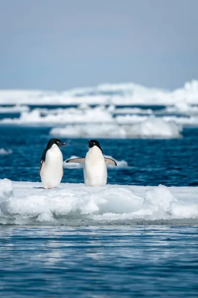 Gros Plan Paire Manchots Adélie Debout Sur Banquise Dérivante Antarctique — Photo