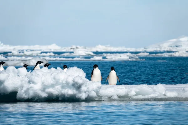 Adelie Penguenleri Antarktika Ince Bir Buzdağında Karın Arkasında Saklanıyor — Stok fotoğraf