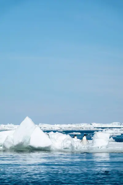 Antarktika Manzarasının Buzdağları Penguenlerle Dikey Görüntüsü — Stok fotoğraf