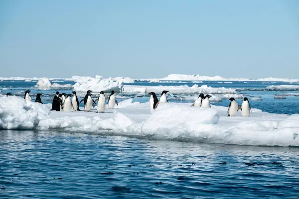 Una Colonia Pingüinos Adelie Pygoscelis Adeliae Viviendo Témpano Hielo Deriva — Foto de Stock