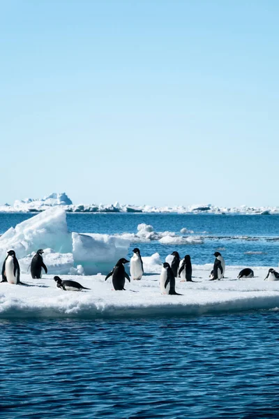 Pingüinos Adelie Pygoscelis Adeliae Viven Juegan Bloque Hielo Flotante Frente — Foto de Stock
