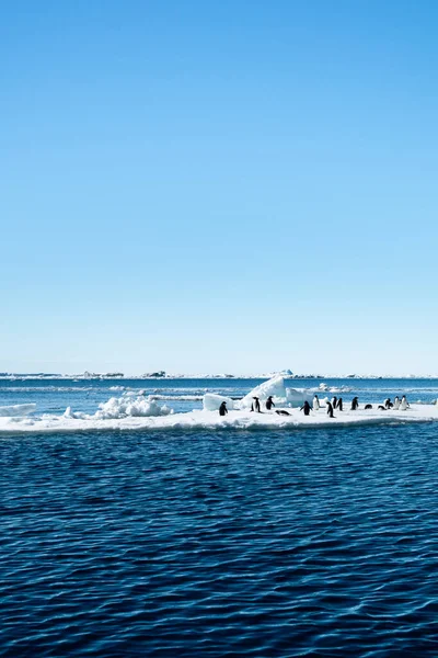 Avlägsen Bild Adeliepingvinerna Som Står Isflaken Och Driver Weddell Sea — Stockfoto