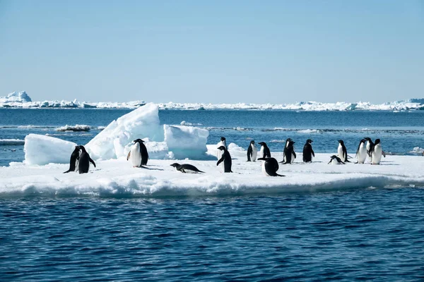 Primer Plano Los Pingüinos Adelie Parados Témpano Hielo Deriva Mar — Foto de Stock
