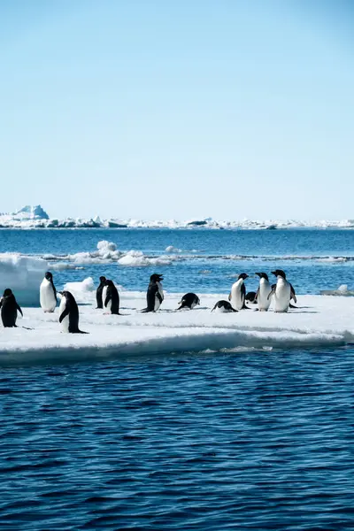 Pingviner Isen Antarktis — Stockfoto