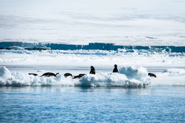 Pinguins Adelie Pygoscelis Adeliae Rodeados Gelo Neve Mar Antártida — Fotografia de Stock