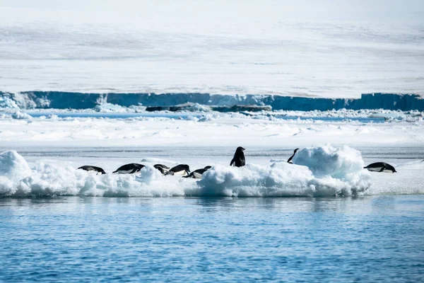 Gruppo Pinguini Adelie Piedi Sdraiati Sull Iceberg Dietro Mucchio Neve — Foto Stock