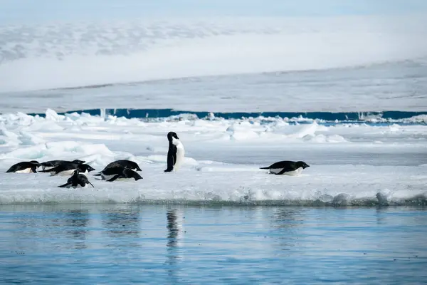 Güzel Antarktika Manzarasında Değmemiş Mavi Devasa Buz Düzlükleri Üzerinde Adelie — Stok fotoğraf