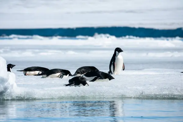 Grupo Pingüinos Adelie Pygoscelis Adeliae Tendidos Pie Sobre Iceberg Mar — Foto de Stock
