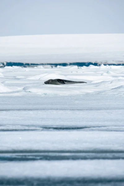 Weddell Robbe Umgeben Von Schnee Und Legt Das Riesige Stück — Stockfoto