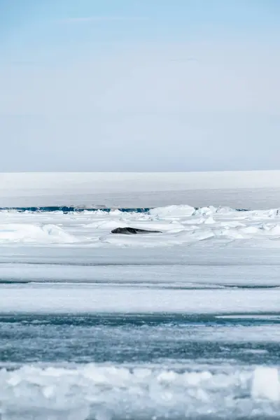 Foca Weddell Rodeada Hermosos Hielos Frías Aguas Antárticas Del Mar —  Fotos de Stock