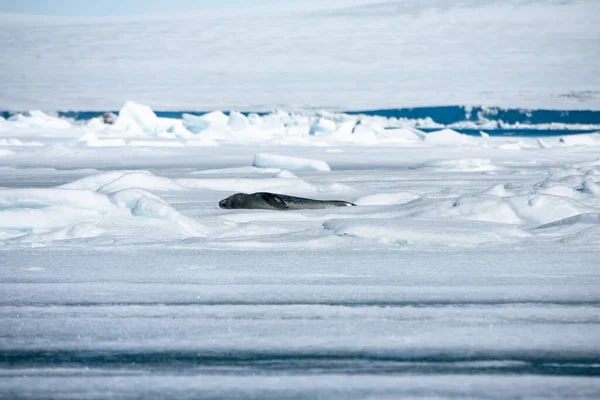 Weddell Σφραγίδα Βρίσκεται Και Κοιμάται Στο Παγόβουνο Απόσταση — Φωτογραφία Αρχείου
