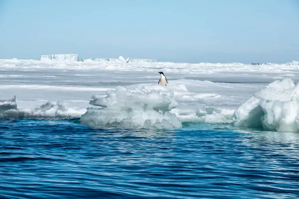 Yüzen Buzun Üzerinde Duran Küçük Adelie Pengueni — Stok fotoğraf