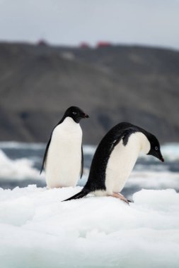 Marambio İstasyonu önündeki Adelie penguenleri, Seymour Adası, Antarktika