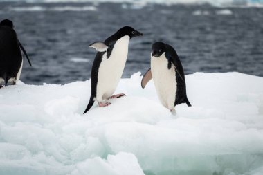 Adelie Penguenleri (Pygoscelis adeliae) buz kütlesi üzerinde oynuyorlar