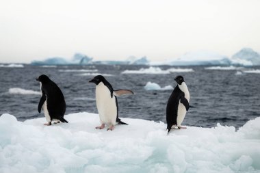 Adelie penguenleri eriyen buz yapılarıyla dolu denizdeki buz bloğunda