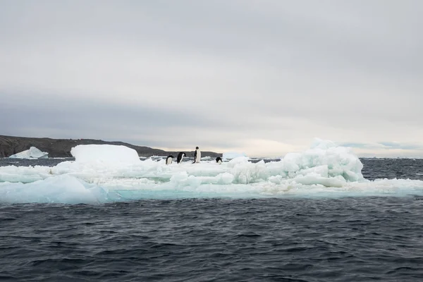 Paisagem Antártica Com Pinguins Gelo Derretido Terra Sem Neve — Fotografia de Stock