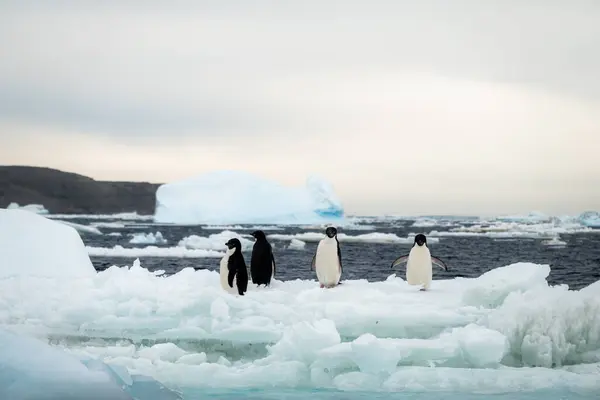 Group Adelie Penguins Surrounded Melting Ice Floes Weddell Sea Antarctica — Stock Photo, Image