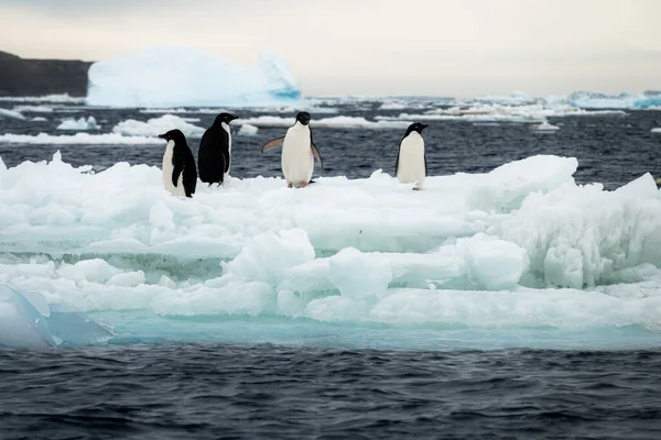 Čtyři Tučňáci Adelie Stojící Tající Ledové Kře — Stock fotografie