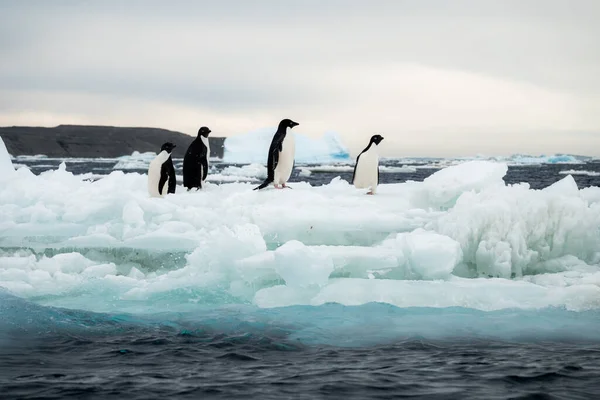 Bir Grup Adelie Pengueni Eriyen Buz Kütlesinin Üzerinde Duruyor — Stok fotoğraf