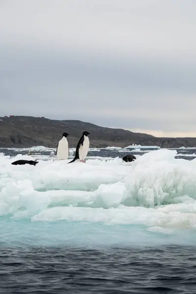 Group of Adelie penguins drifting on the iceberg close to the snowless land in Antarctica