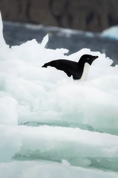 Adelie Pinguin Liegt Auf Dem Eis — Stockfoto