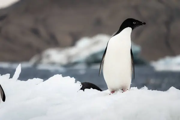 Penguin Adelie Pygoscelis Adeliae Den Mest Utbredda Pingvinarten Antarktis — Stockfoto
