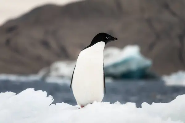 Adelie penguin with his head turned to the left