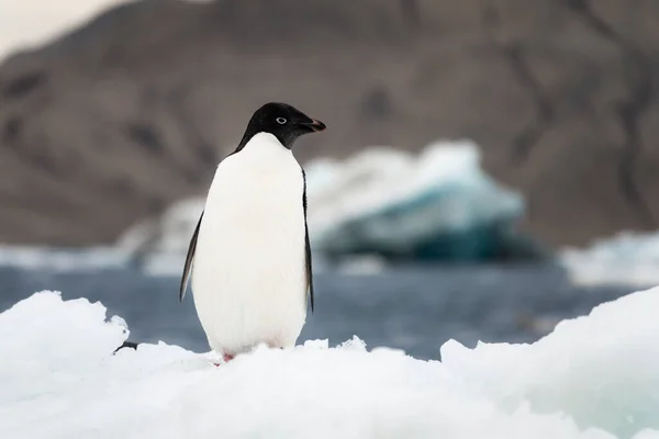 可爱的Adelie企鹅孤独地站在浮冰上 — 图库照片