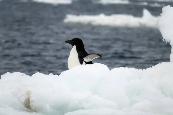 Adelie Pinguin Bewegt Sich Auf Dem Eisstrom Der Der Weddellsee — Stockfoto