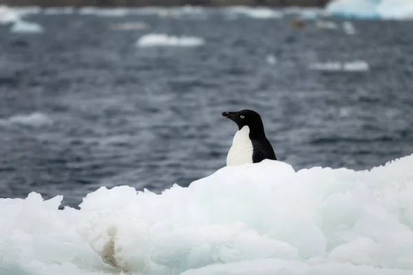 Pinguim Adelie Escondido Atrás Pilha Neve — Fotografia de Stock